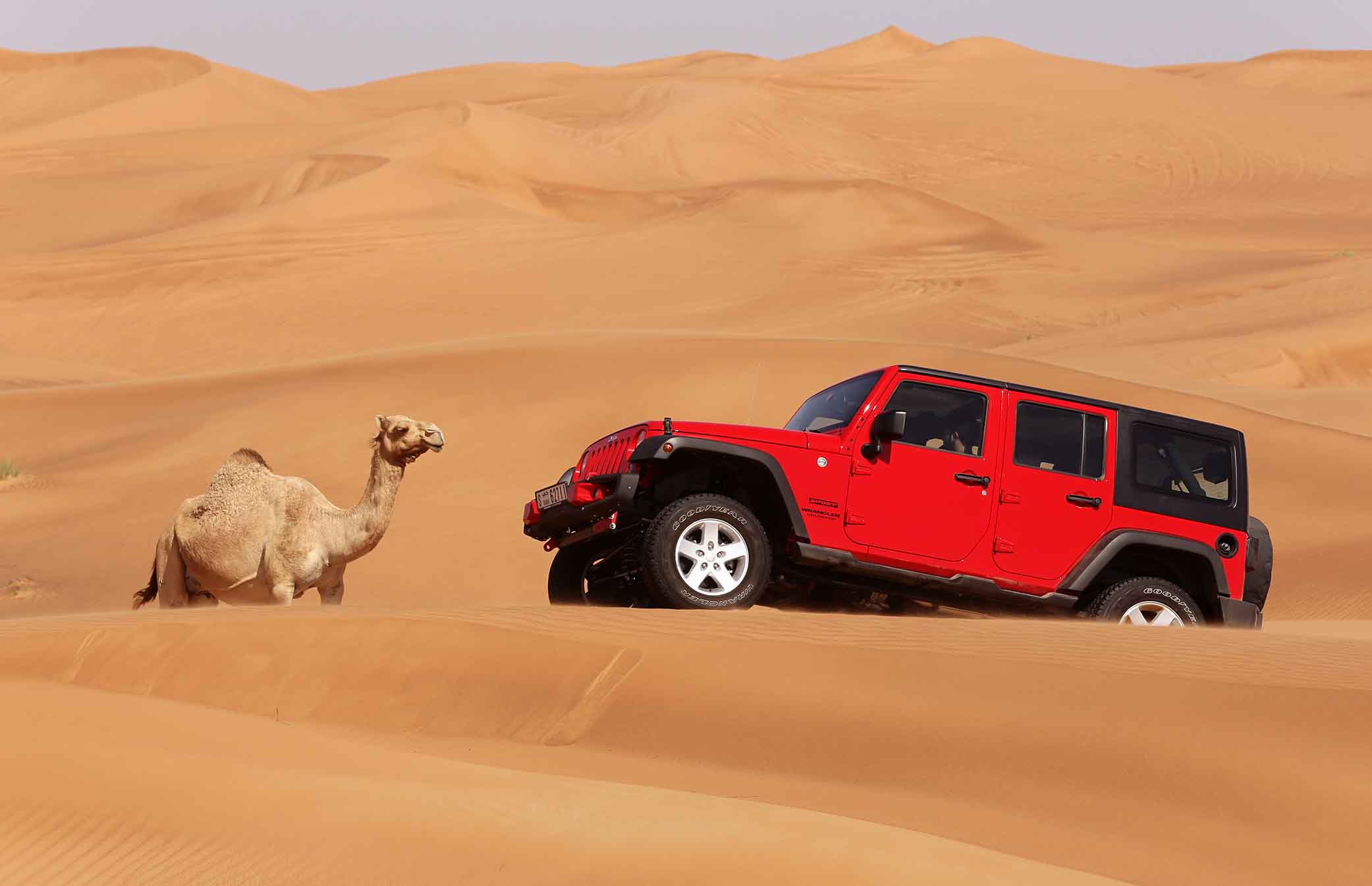 Desert Safari